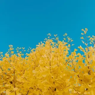 digitalnomadlc avatar